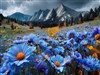 Blu Daisies