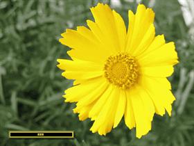 Calliopsis