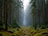 A dense coniferous forest