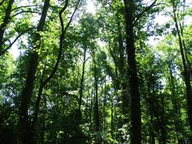 Sunlight in the Trees