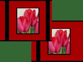 red tulips