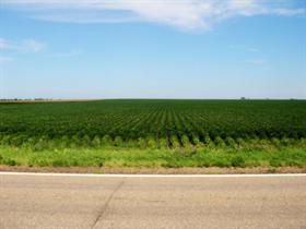 Rows of Soy