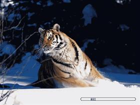 Siberian Tiger