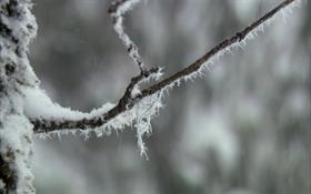 Snowy Tree Branch
