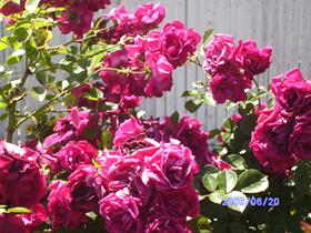 Summer roses