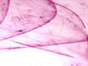 Pink Layers
