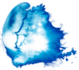 RealFlow