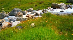 Mountain_Stream_Wild_Flowers