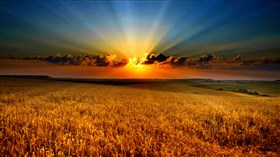 Golden Fields Sunset