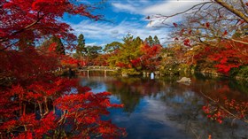 Red Autumn Japanese Garden