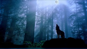 Misty Wolf  Moon Night