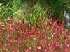 Little Waterfalls Flower Meadow
