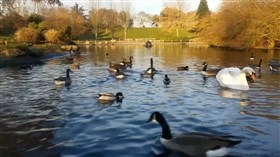 Duck Pond