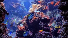 4K Coral Reef