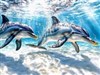 4K Dolphin Swim