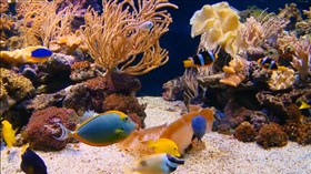 Aquarium Delite