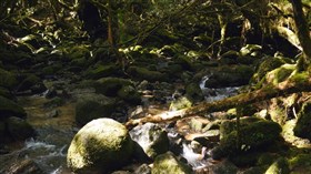 Moss Stream