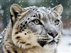 4K Snow Leopard