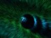 Peacock feathers