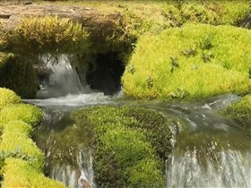 underground moss spring