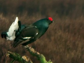 the black grouse (with audio)