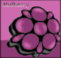 Mulberry