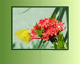 Butterfly on flower