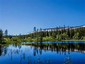 Spring Reflections