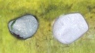 Glowing Rocks