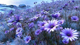 Seashore