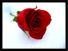 Snow White, Rose Red by nevergetfooledagain