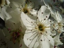 Bartlett Pear Tree Blooms