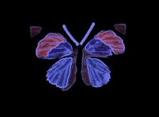 Blacklight Butterfly11