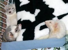 Sleeping Ferrets