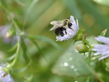 Bee After Rain