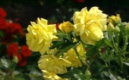 Yellow Roses