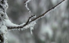Snowy Tree Branch