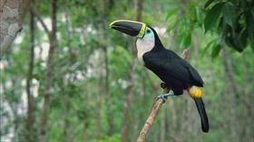 Toucan Sam