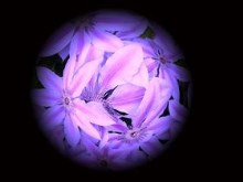 Flower Scope