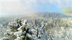 Snowy Forest Sunset