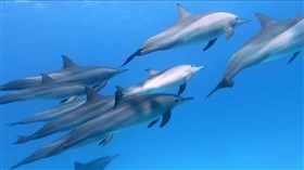 Dolphins Blue