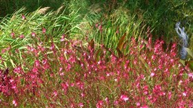 Little Waterfalls Flower Meadow