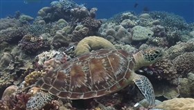 Sea_Turtle