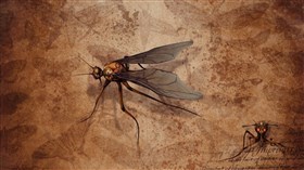 Vintage Insect