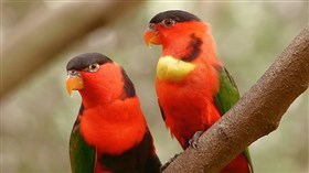 Tropical Birds