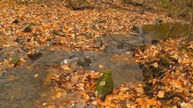 Autumn Stream