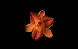 Orange Lily