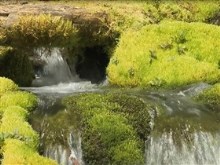underground moss spring