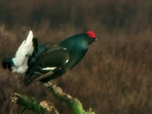 the black grouse (with audio)