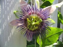 PassionFlower